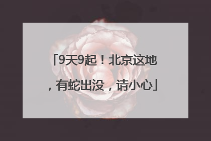 9天9起！北京这地，有蛇出没，请小心